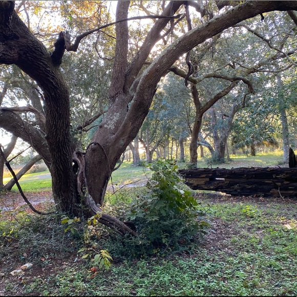 Meet your Posher, Arabella - Picture 2 of 2